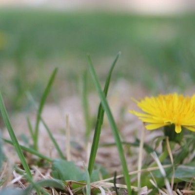 jen_bucholtz_grass